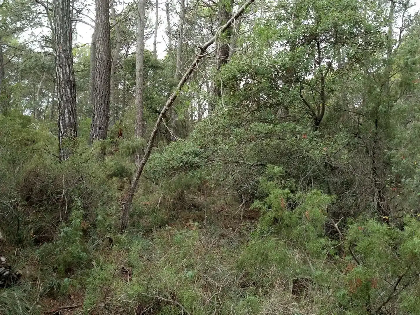 Land for sale in La Llacuna, Barcelona