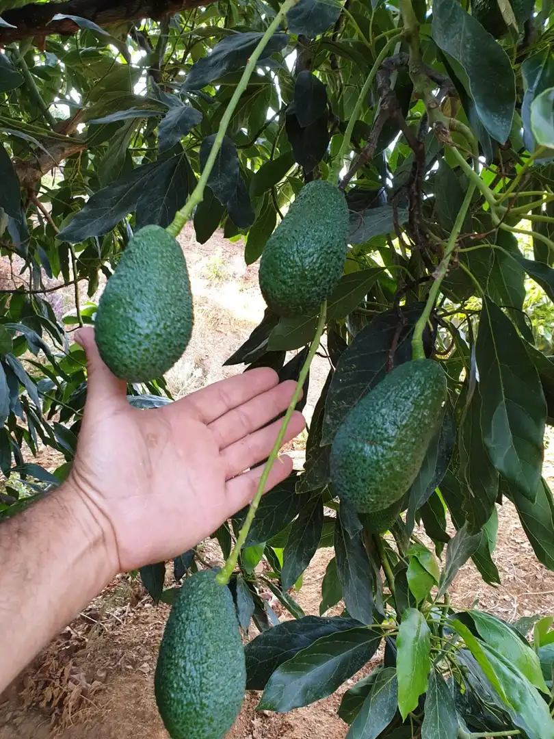 Terreni e lotti in vendita a Monda, imagen 27