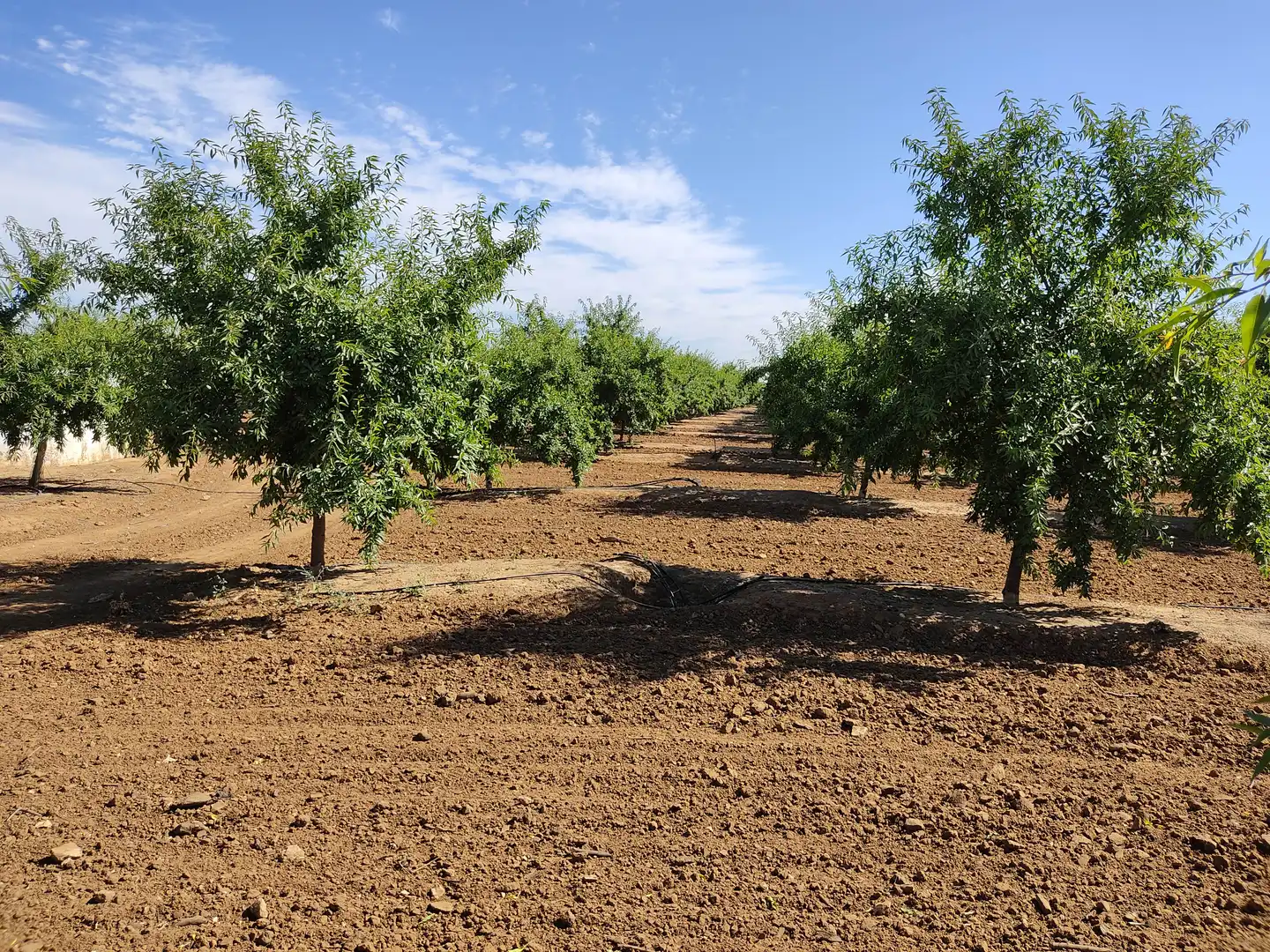 Land for sale in Utrera