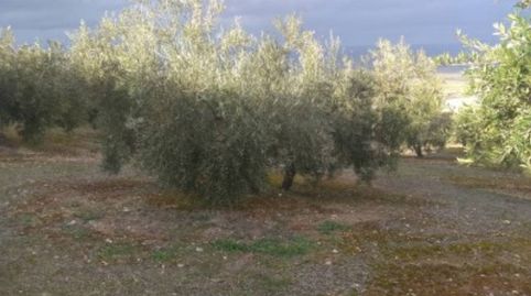 OLIVAR EN VENTA, imagen 3