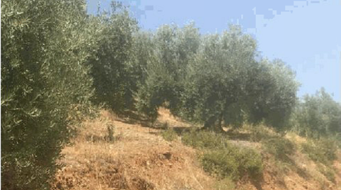 Foto 5 de Terreny en venda a Poligono 34 Parcela 148 Mezquita, Martos, Jaén