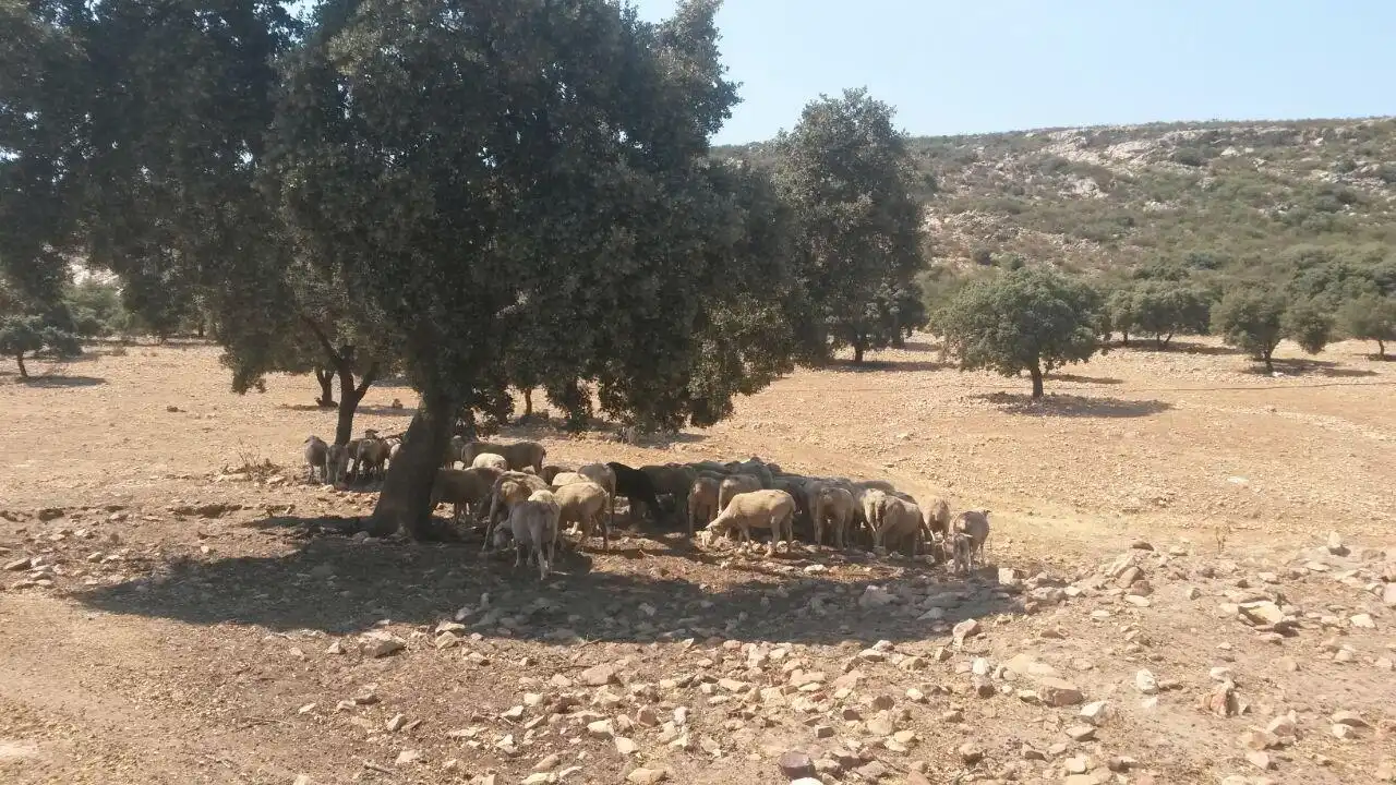 Casa rústica en venda a Almodóvar del Campo, imagen 28