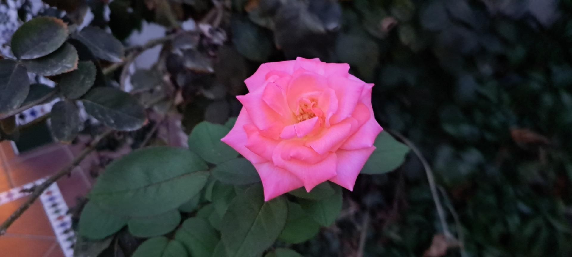 Garden of Single-family semi-detached for sale in Mairena del Aljarafe  with Heating, Alarm and Community pool