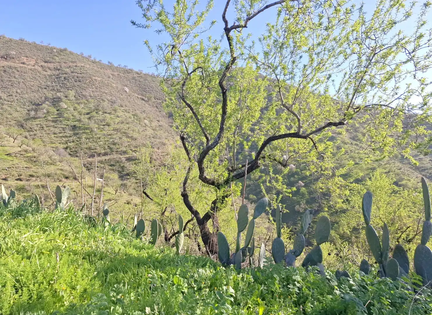 Jardín de Finca rústica en venta en Colmenar