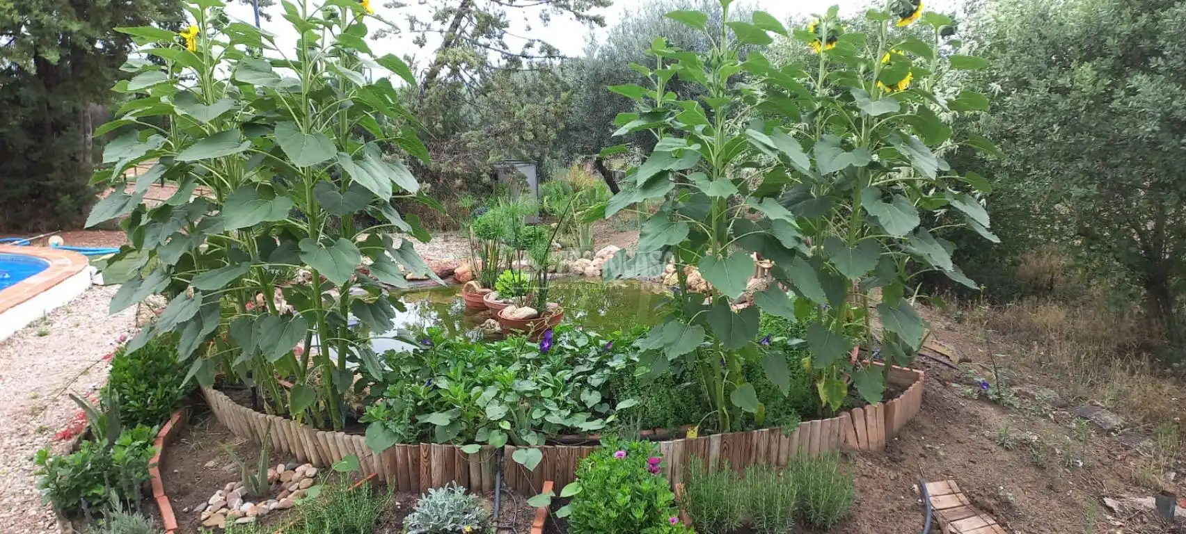 Finca rústica en venta en Camino del Asno, Pedro Abad