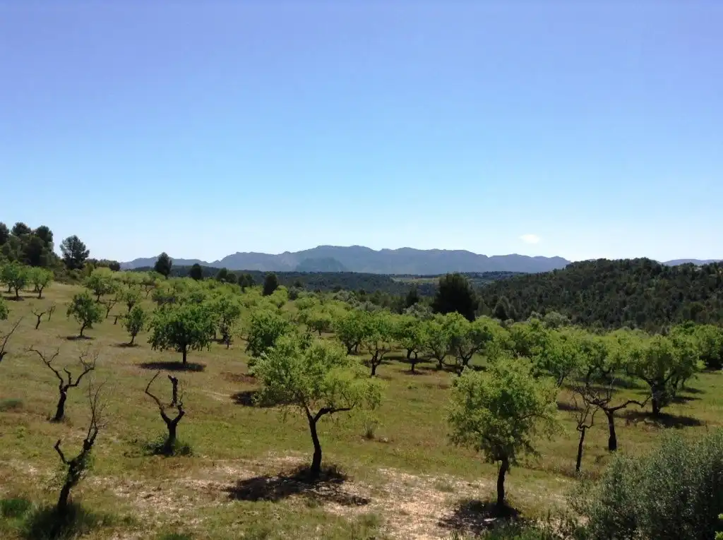 Terreni e lotti in vendita a Arens de Lledó