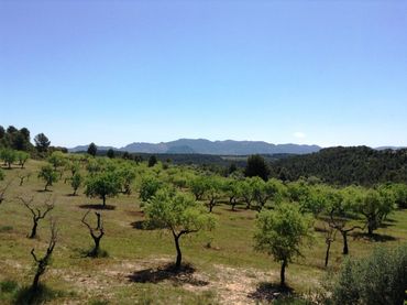 Terreno rústico en venta en Arens de Lledó