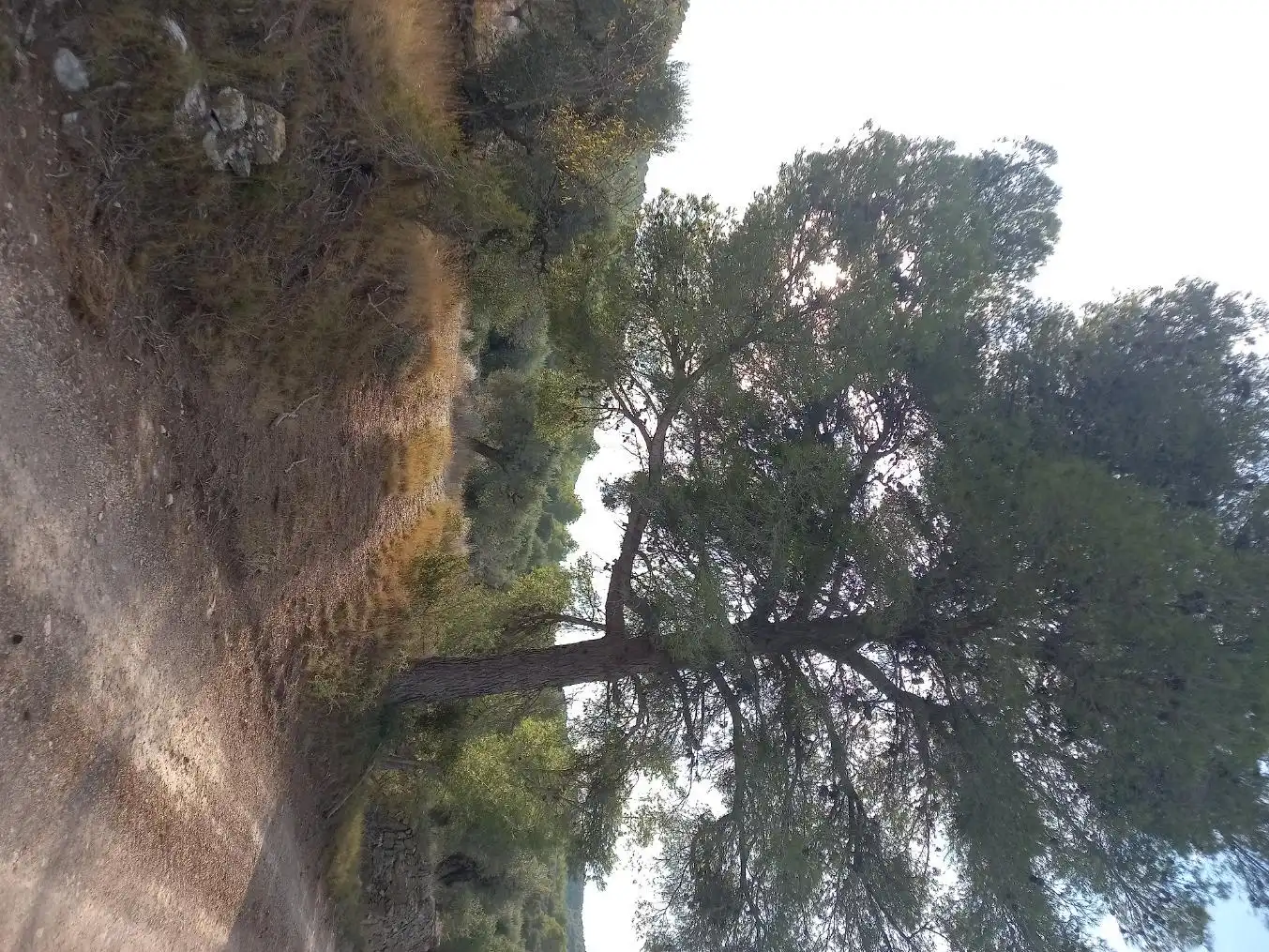 Rural land for sale in Benissanet, imagen 36