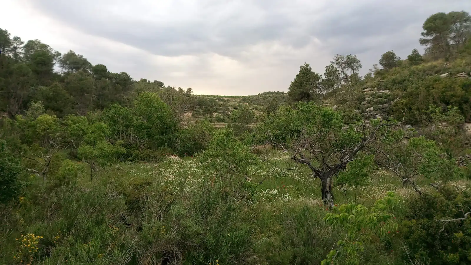 Finca rústica en venta en Vilalba dels Arcs
