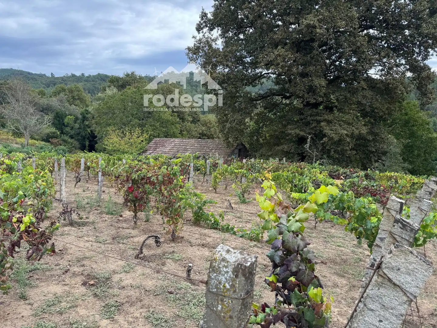 Others for sale in Cortegada, imagen 11