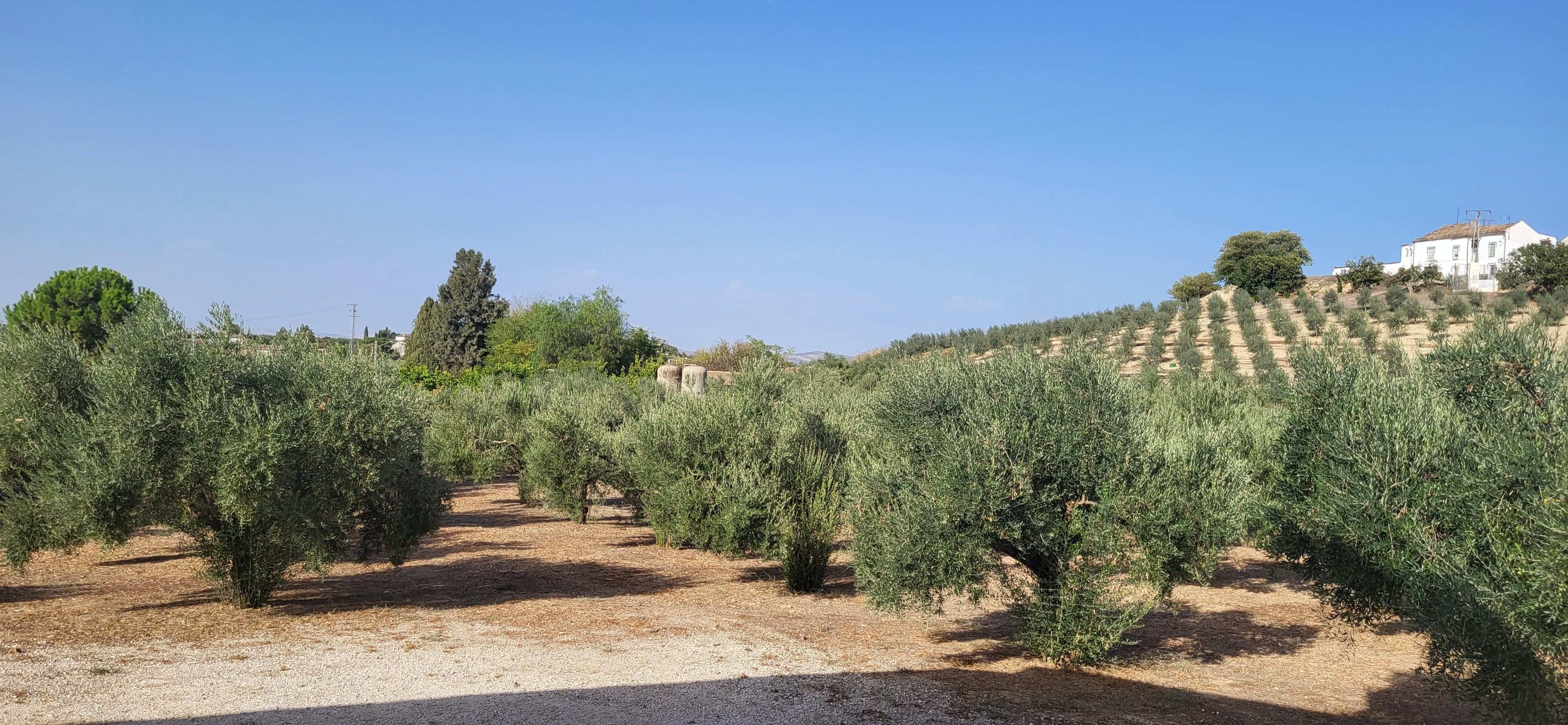 Country house for sale in N/A, Montilla