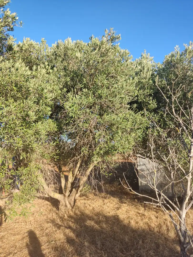 Land for sale in Conil de la Frontera