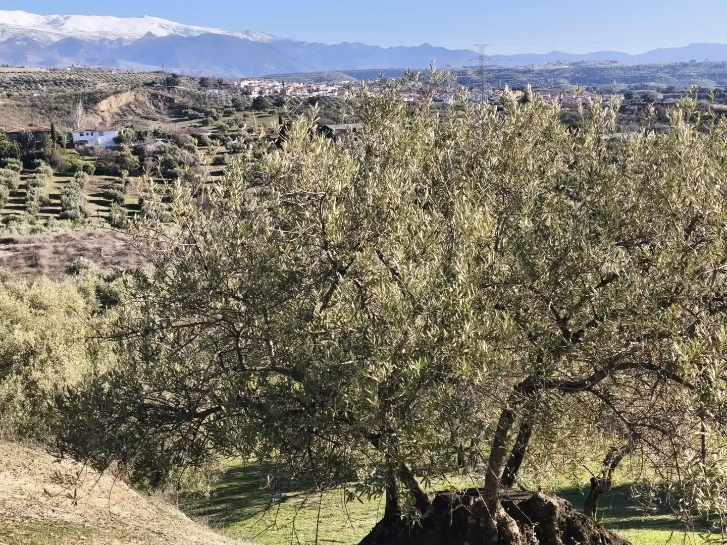 Lands and plots for sale in Alfacar, imagen 2