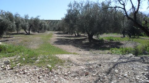 MAGNÍFICA FINCA DE OLIVOS MARTEÑO CON TOMA DE LUZ, immagine 3