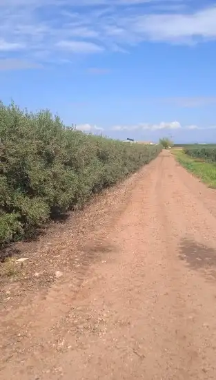 Terreni e lotti in vendita a Marchena, imagen 5