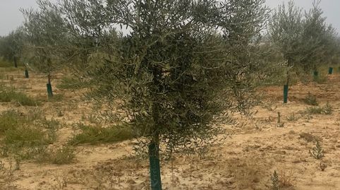 Finca Baena - Albendin, immagine 2