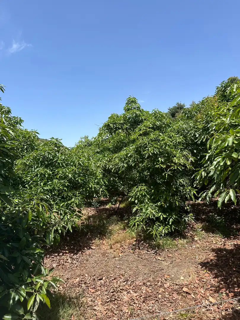 Finca rústica en venda en Benamargosa amb Aire condicionat, Jardí privat i Terrassa