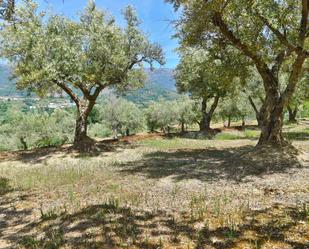 Land for sale in Robledillo de la Vera