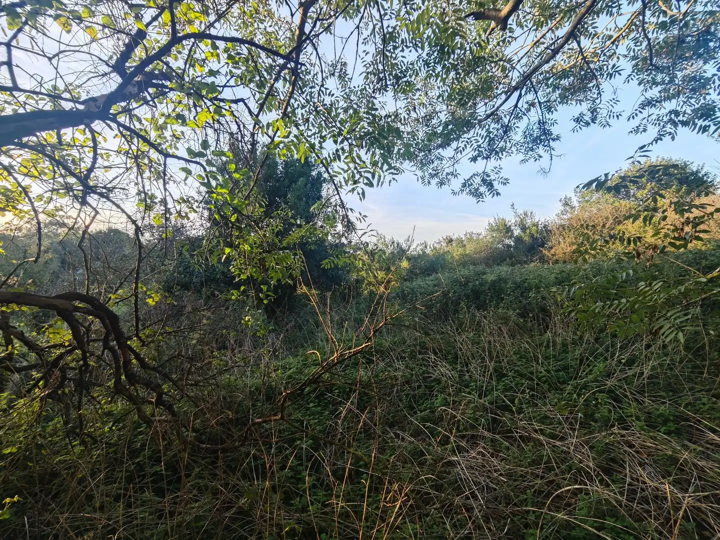Terreno rústico en venta en Pría - Nueva-Hontoria - Naves, imagen 14