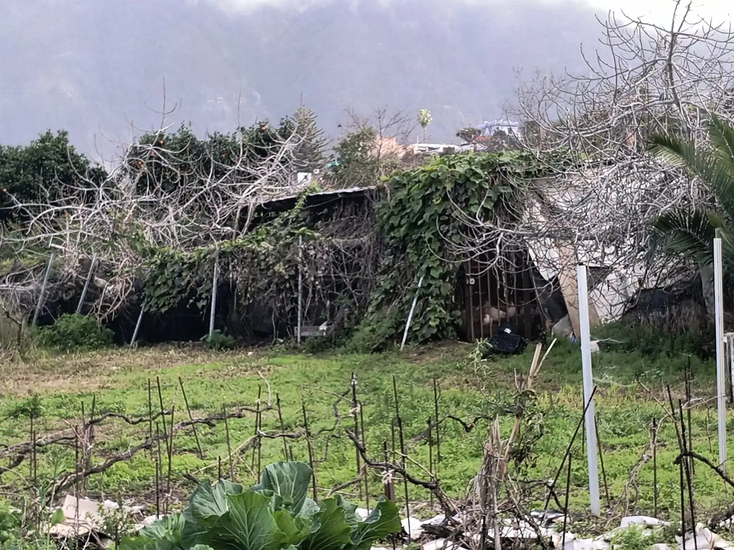 Exterior view of Houses for sale in La Orotava  with Private garden, Terrace and Storage room