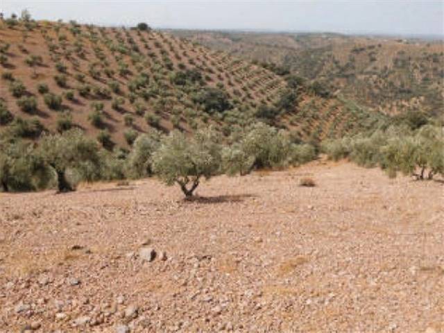 Terreno en Venta en Montoro