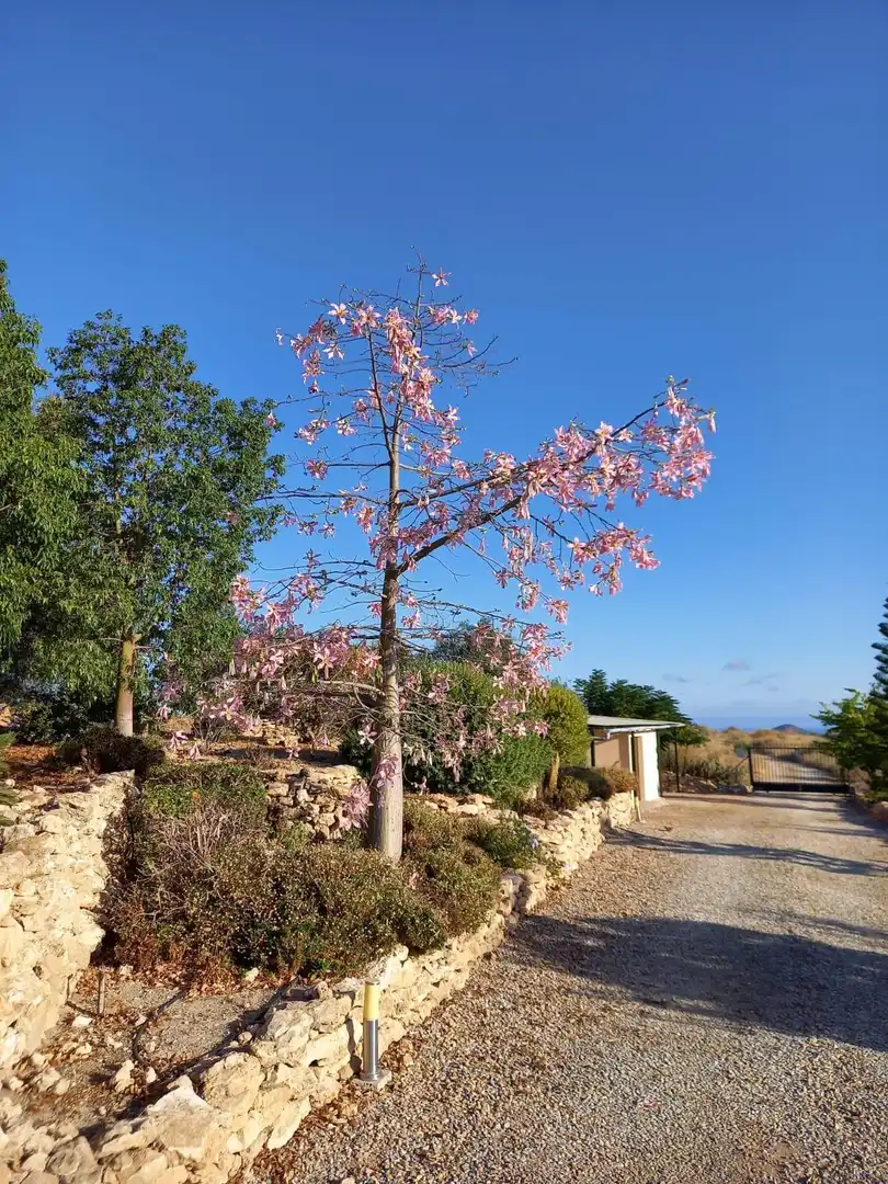 Landhaus mit Pool zum Verkauf in Bolnuevo, imagen 9