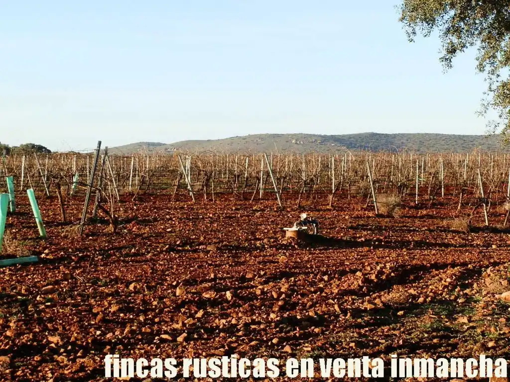 Terreno rústico en venta en Moral de Calatrava, imagen 8