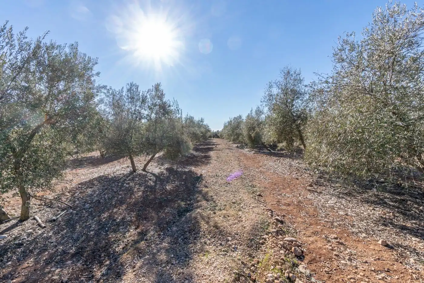 Terreni e lotti in vendita a Pago cortijo de las Monjas, imagen 5