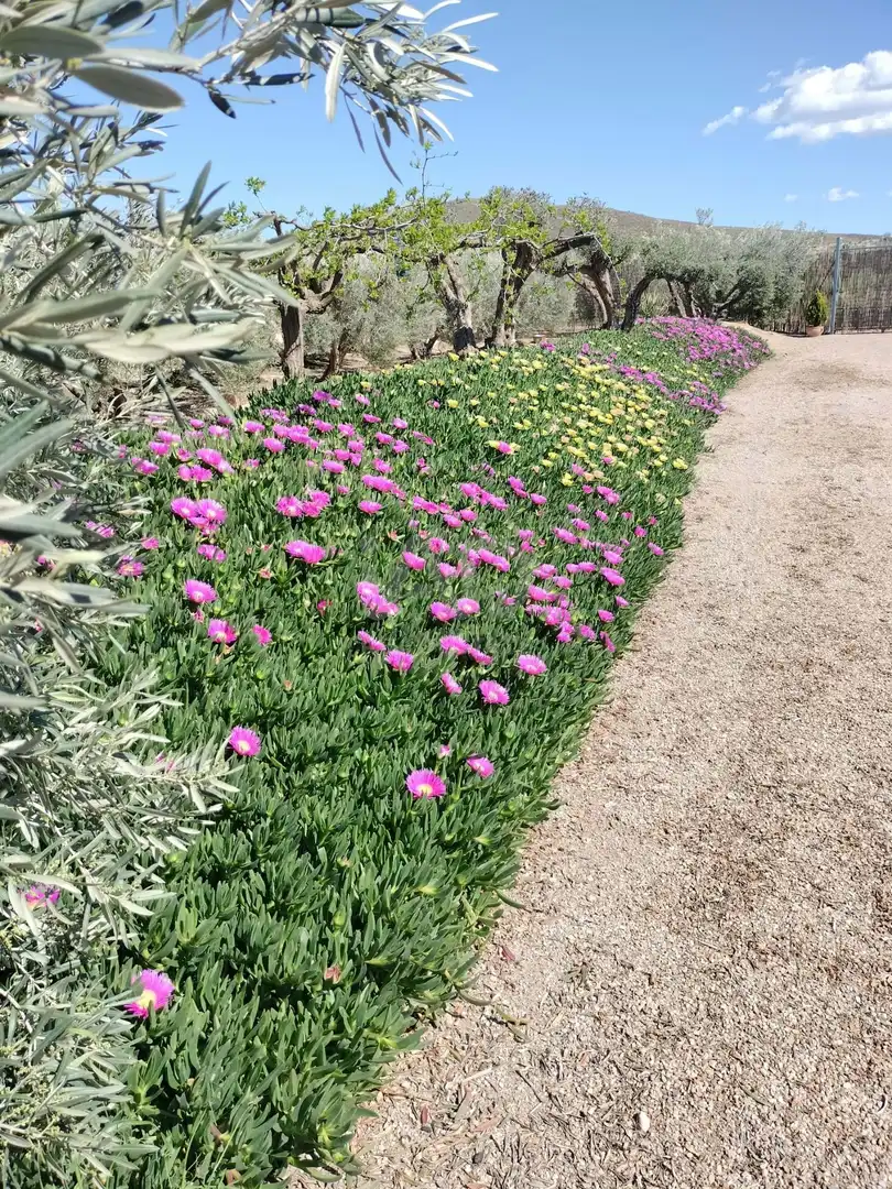 Jardín de Casa o chalet en venta en Lorca con Terraza