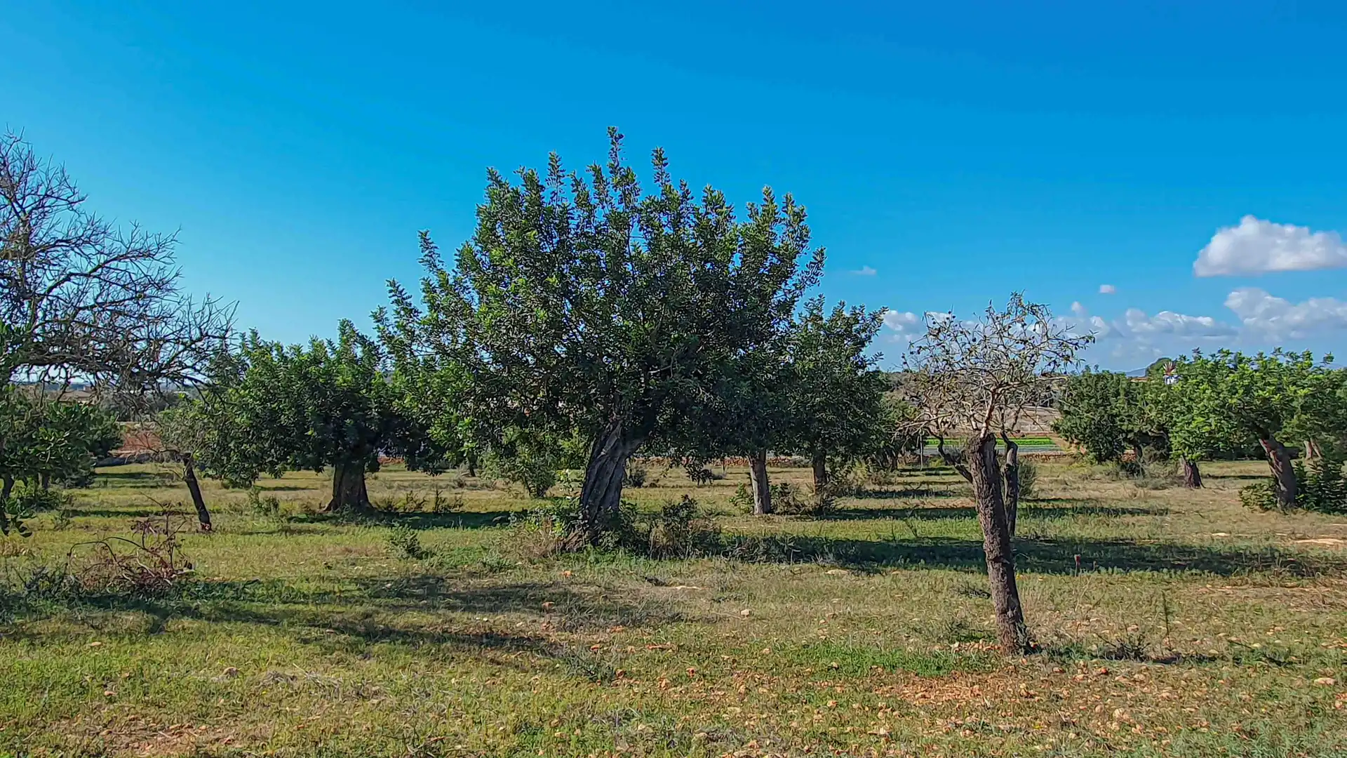 Finca rústica en venda en  Palma de Mallorca amb Jardí privat, Terrassa i Traster