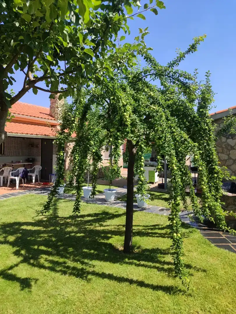 Jardín de Casa o chalet en venta en Calvarrasa de Abajo