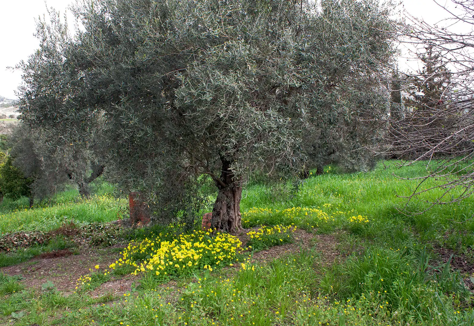 Jardí de Casa o xalet en venda en Coín amb Aire condicionat, Jardí privat i Terrassa