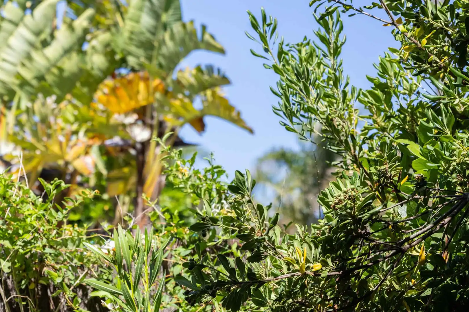 Garden of Detached homes for sale in Sotogrande  with Air Conditioner, Private garden and Terrace