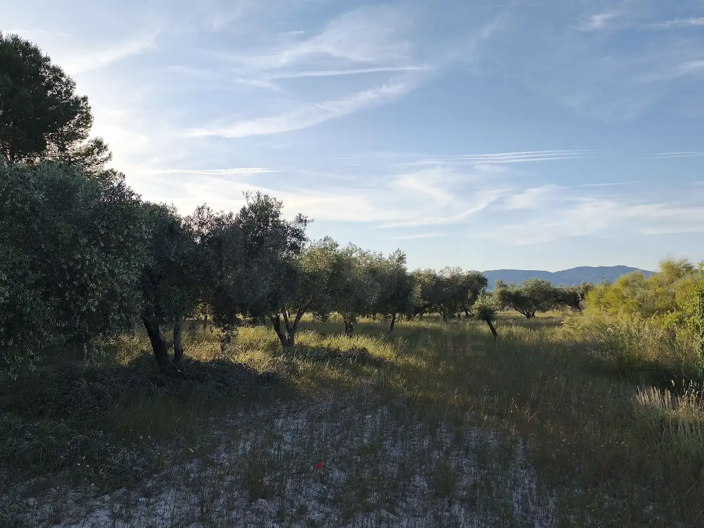 Terreno rustico in vendita a Moratalla, imagen 13