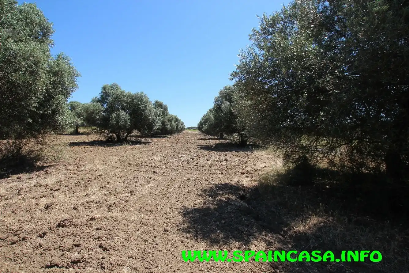 Terrenos y solares en venta en Núcleo urbano, imagen 12