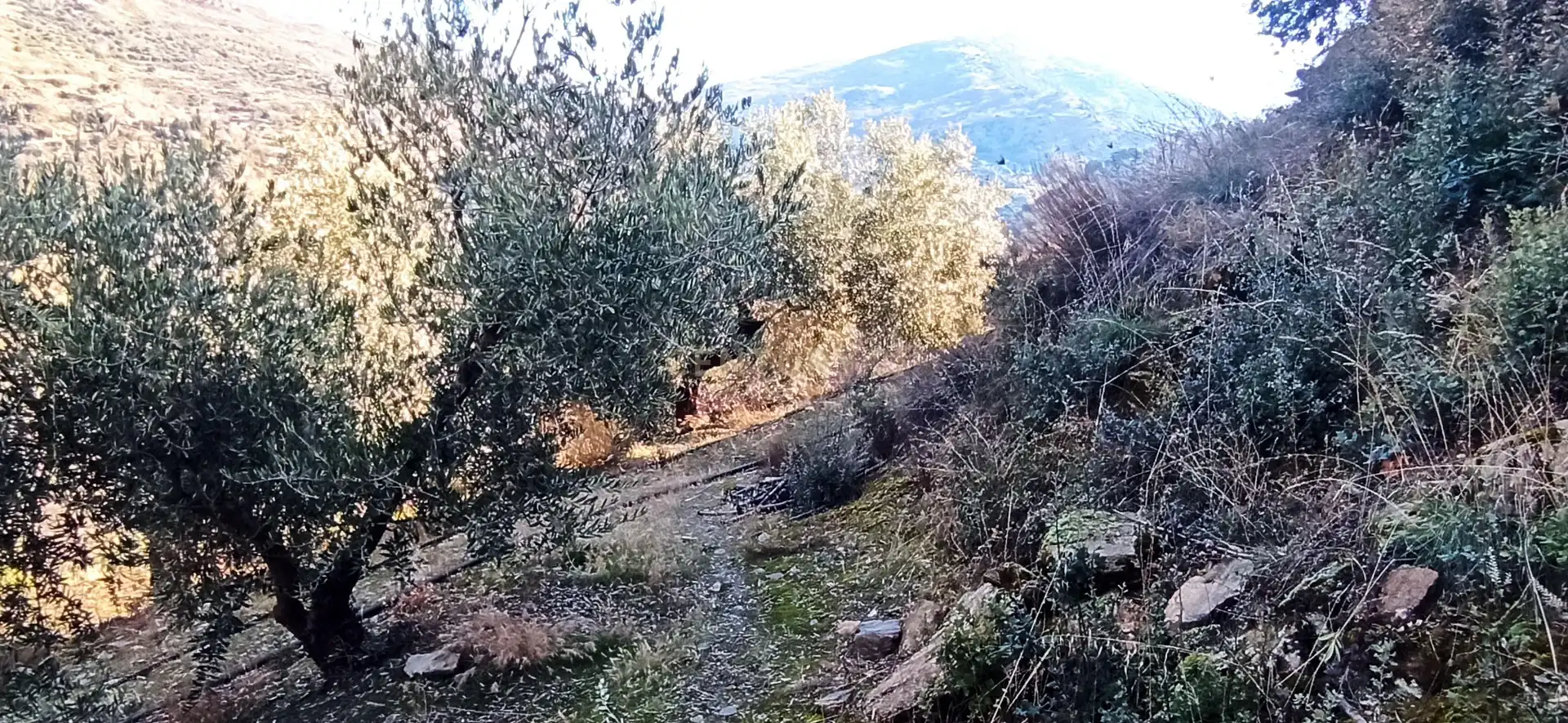 Rural land for sale in El sotillejo , Guejar sierra 178, imagen 5