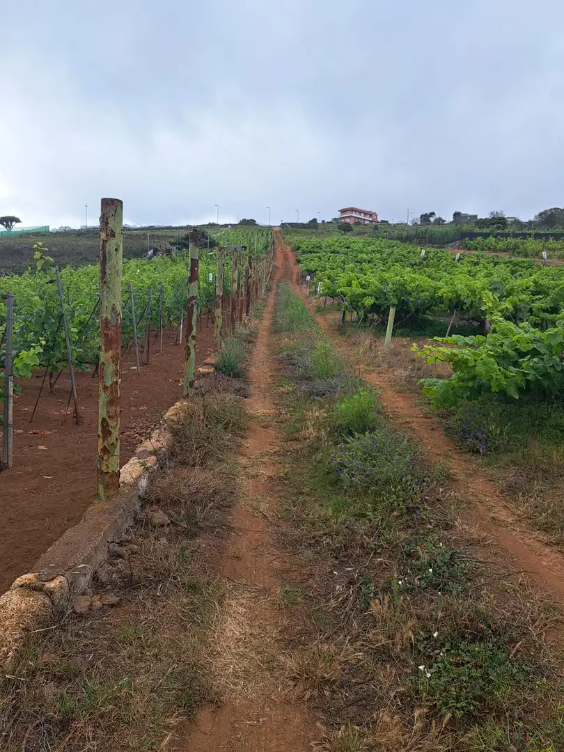 Rural land for sale in El Sauzal, imagen 28