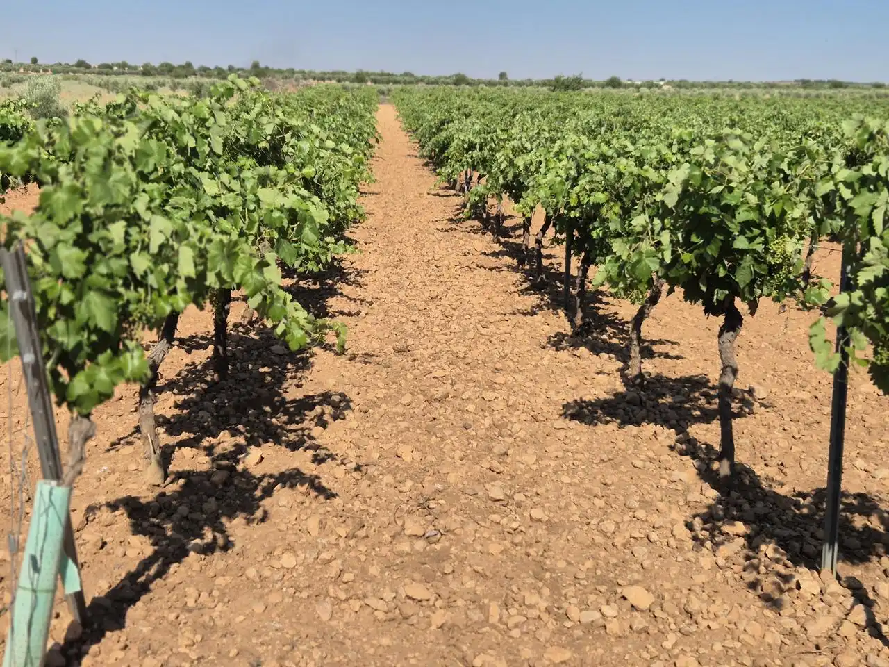 Terreno rustico in vendita a Las Colinas, imagen 7