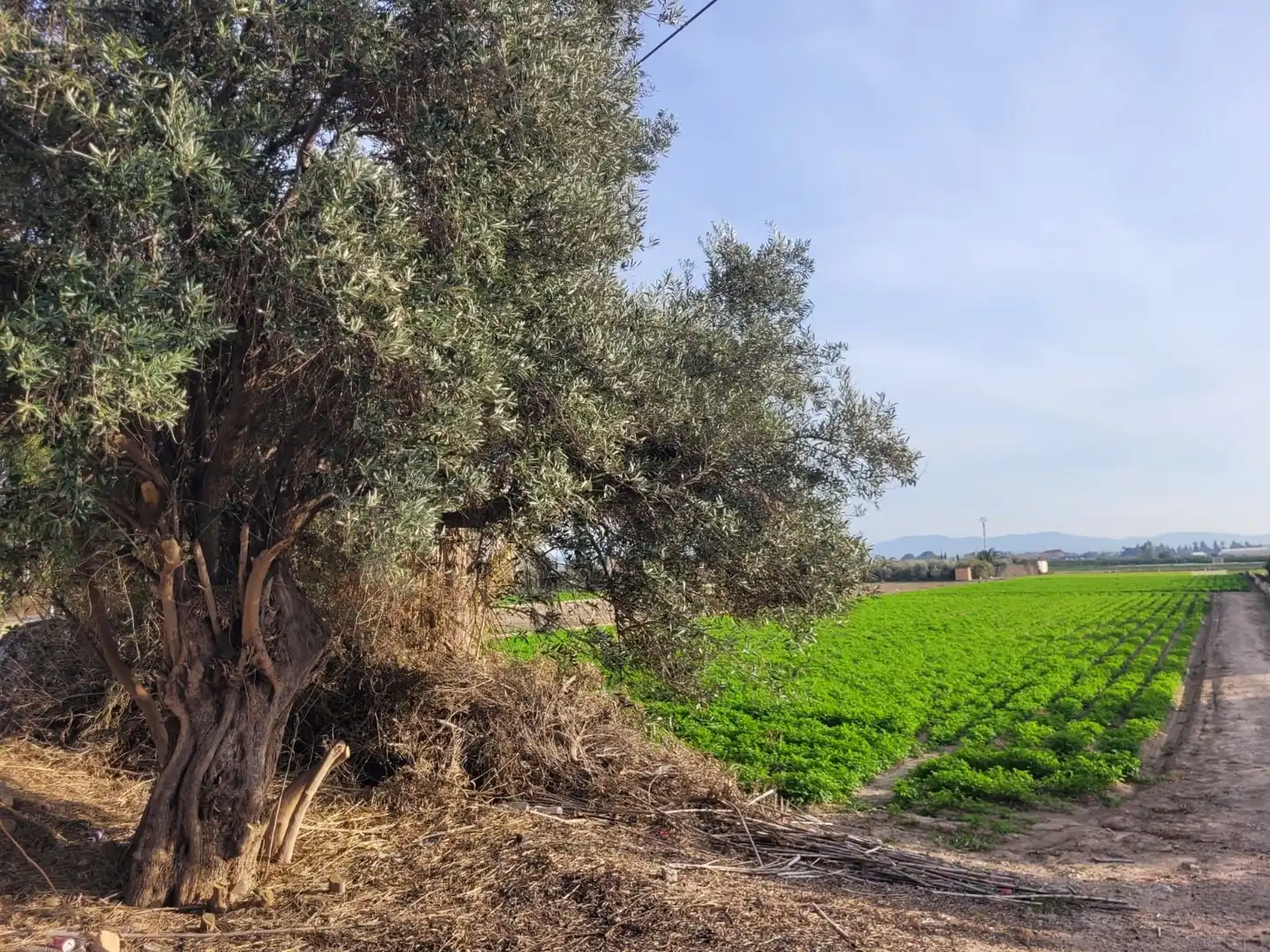 Terreno rustico in vendita a Montepinar - La Aparecida - Raiguero