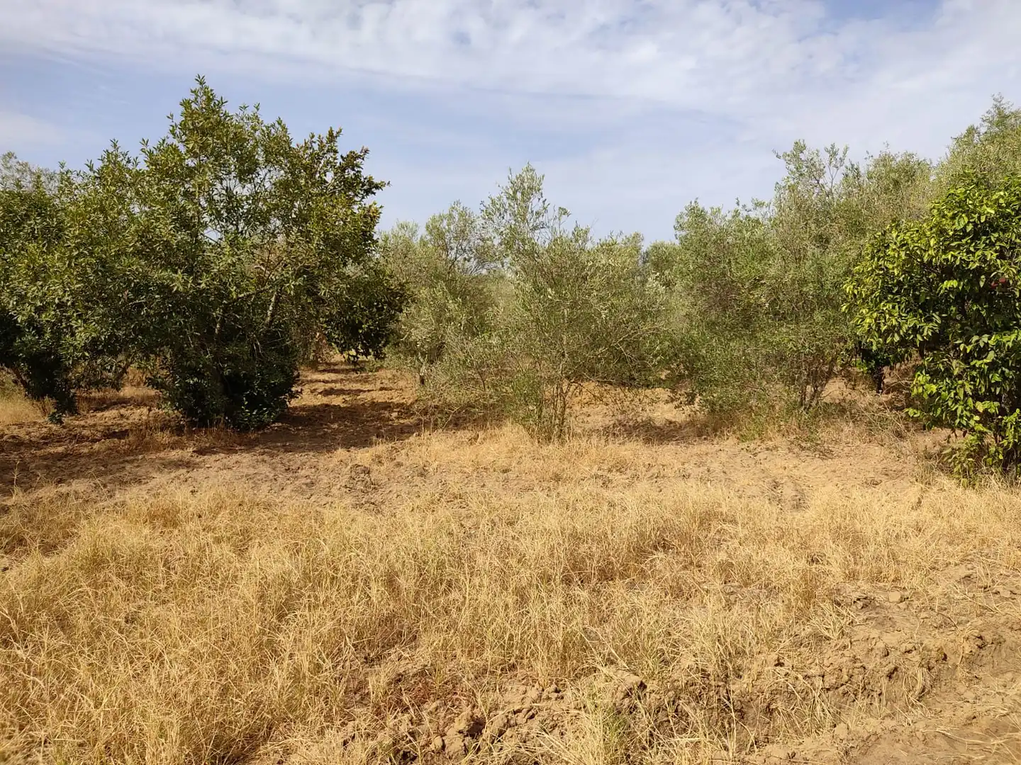 Casa o xalet en venda en Utrera amb Jardí privat i Piscina