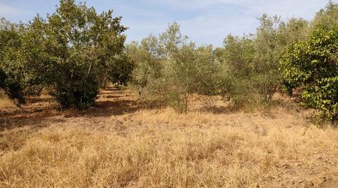 Foto 4 de Casa o xalet en venda a Pedanías Norte, Utrera