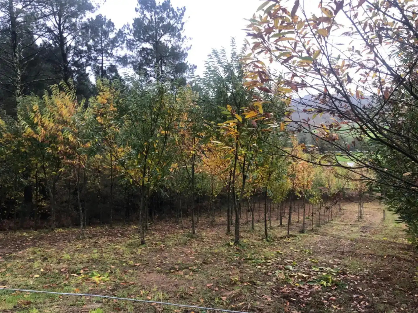 Terreno en venta en Trazo