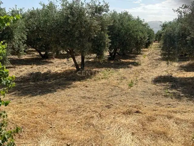 Terreno rustico in vendita a JUEVES POR LA MAQANA POLIGONO 3, imagen 7