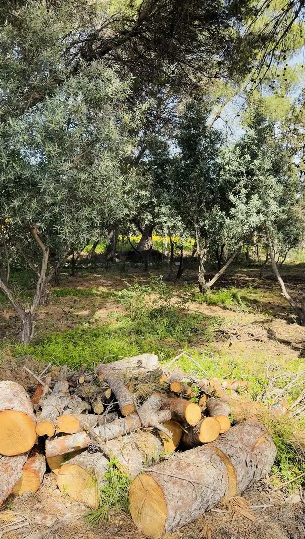 Finca rústica en venda en Alicante / Alacant amb Terrassa i Piscina