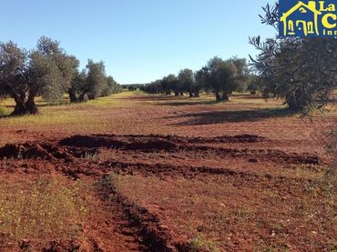 Terreny rústic en venda a Almagro