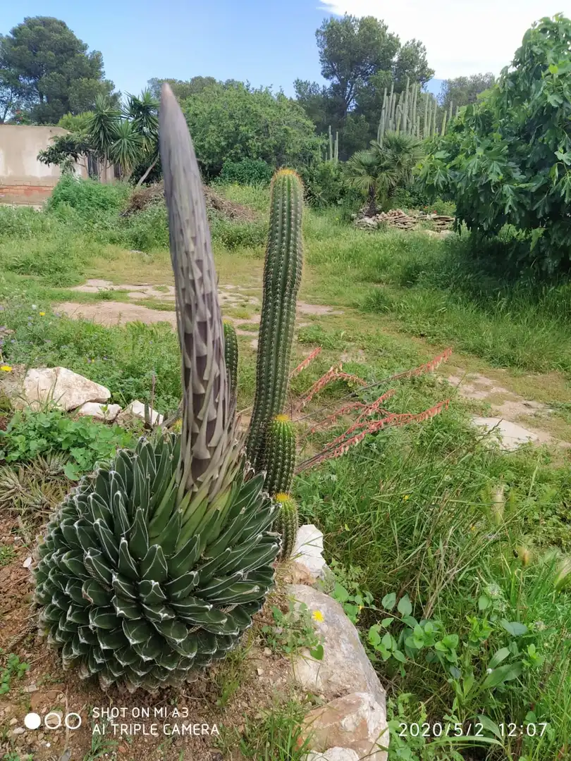 Jardí de Casa o xalet en venda en Mont-roig del Camp amb Jardí privat i Moblat