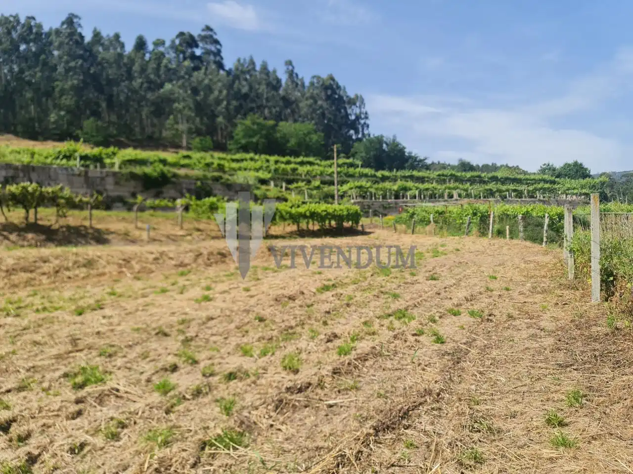 Rural land for sale in Arbo, imagen 14