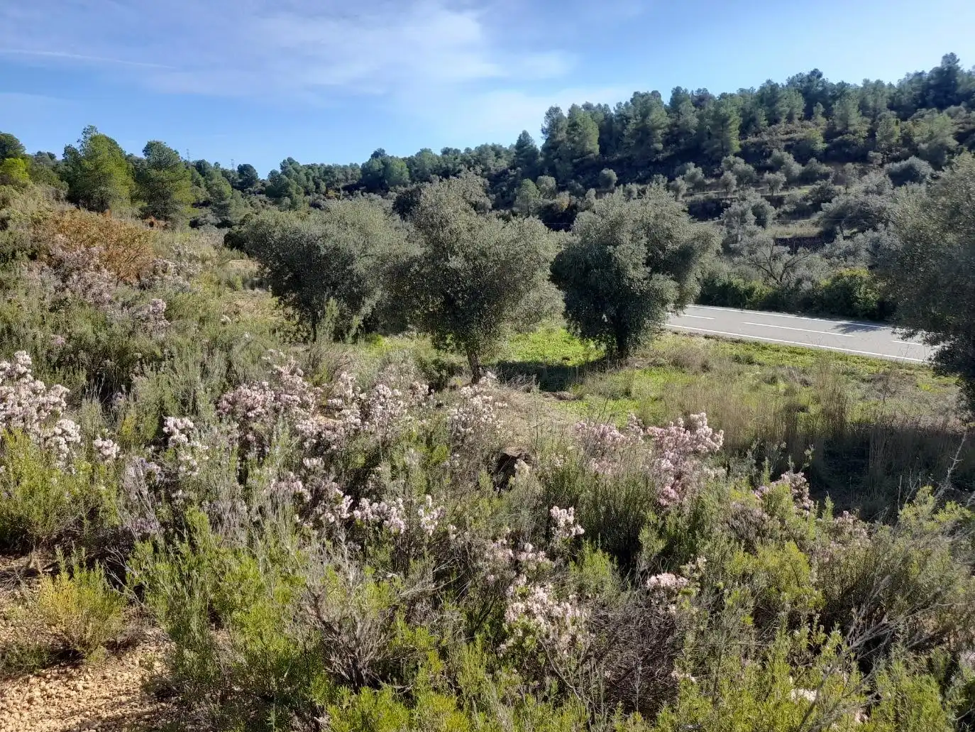 Land for sale in La Palma d'Ebre