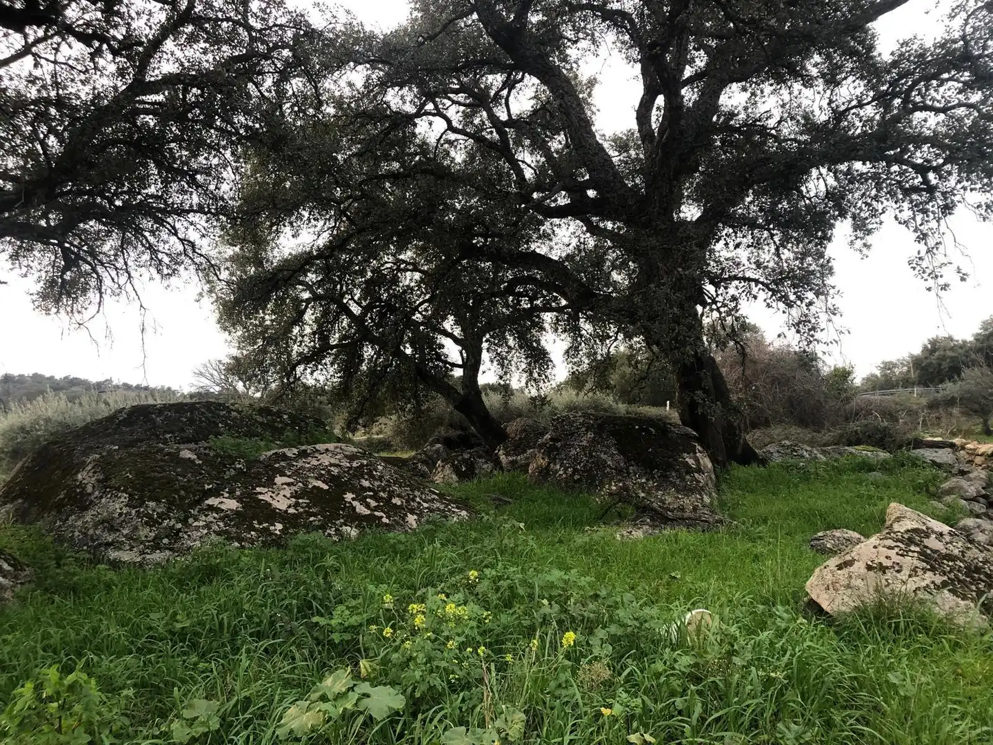 Land for sale in Montánchez