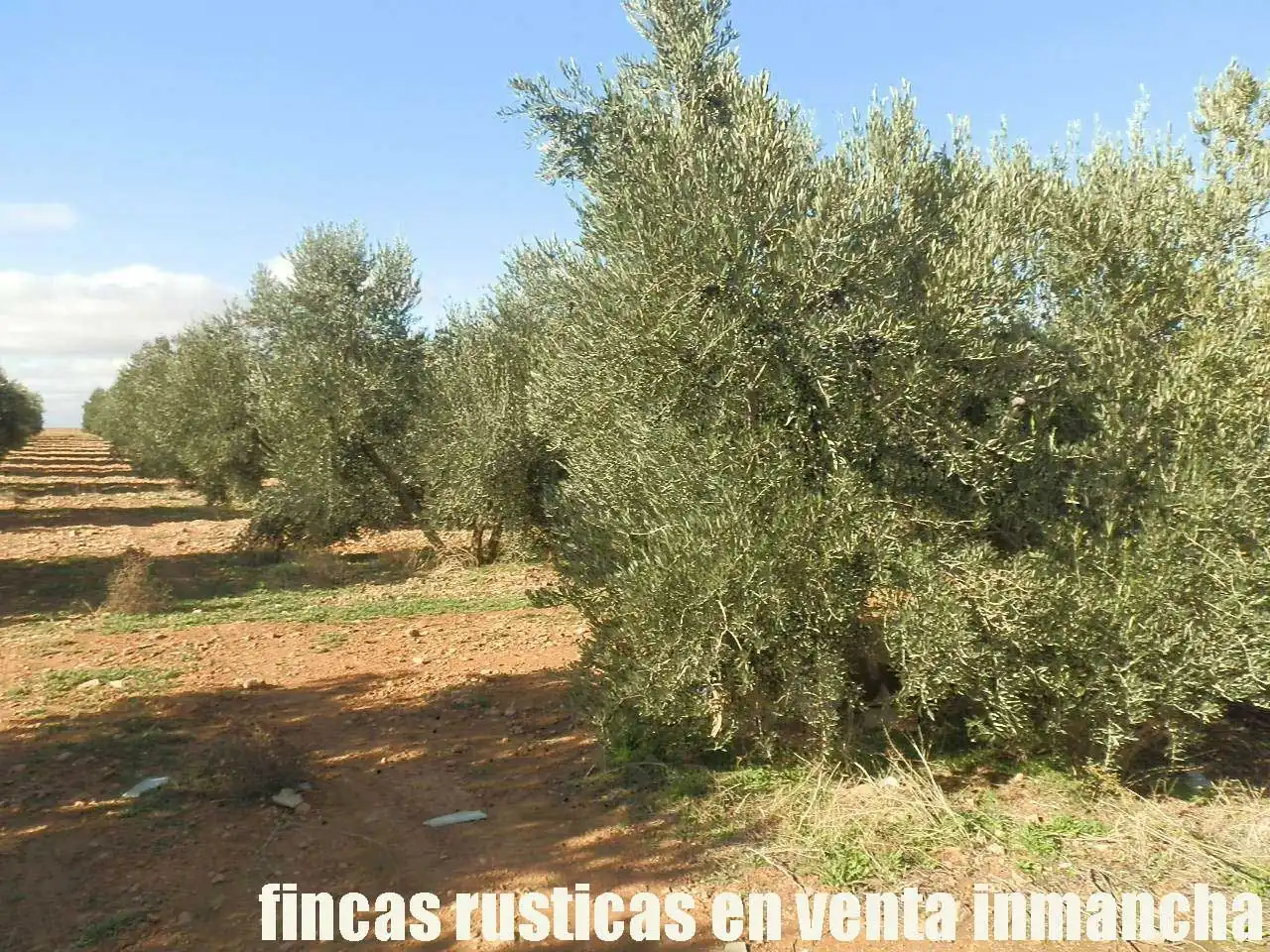 Terreno rústico en venta en Tomelloso, imagen 19